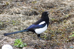 犬と散歩、その道すがら