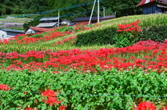 曼殊沙華