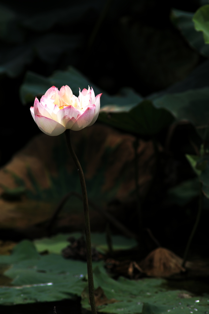 蓮の花