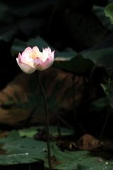 蓮の花