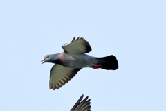 犬と散歩その道すがら