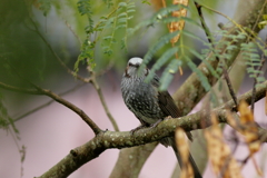 犬と散歩その道すがら