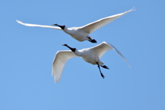 クロツラヘラサギ