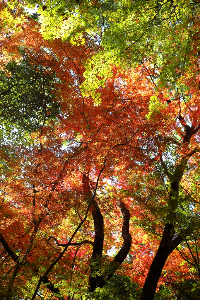 金立山紅葉