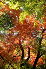 金立山紅葉