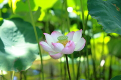 蓮の花