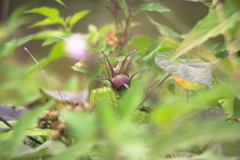 犬と散歩その道すがら