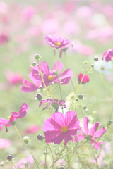 コスモス