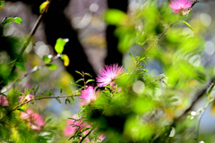 合歓の花