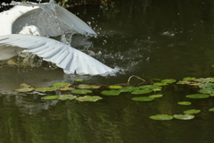 犬と散歩その道すがら
