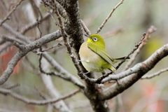 庭に来る鳥
