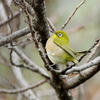 庭に来る鳥