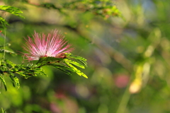 合歓の花