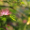 合歓の花