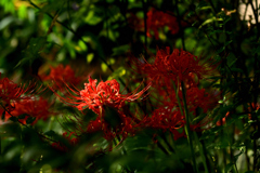 彼岸花