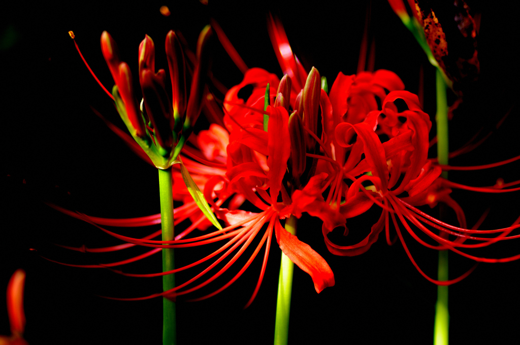 曼珠沙華