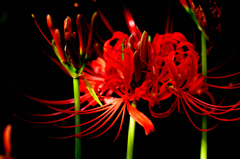 曼珠沙華