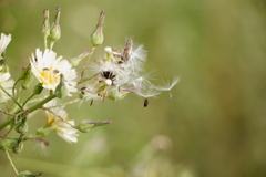 犬と散歩その道すがら