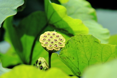 蓮の花