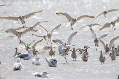 干拓堤防の鳥