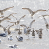 干拓堤防の鳥
