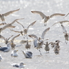 干拓堤防の鳥