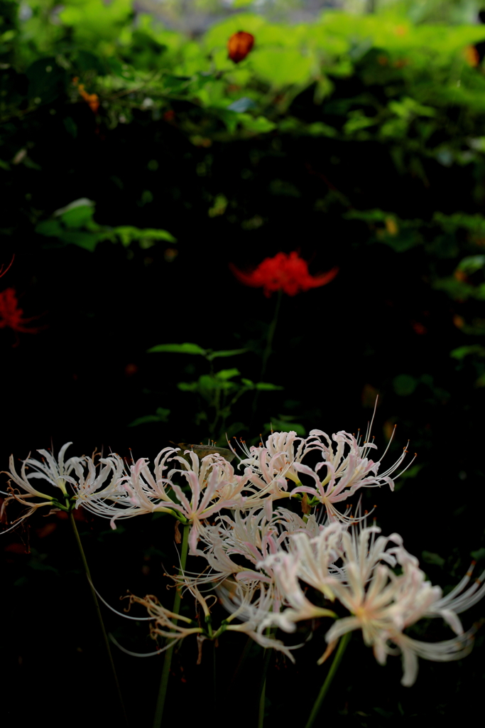 曼珠沙華