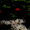 曼珠沙華