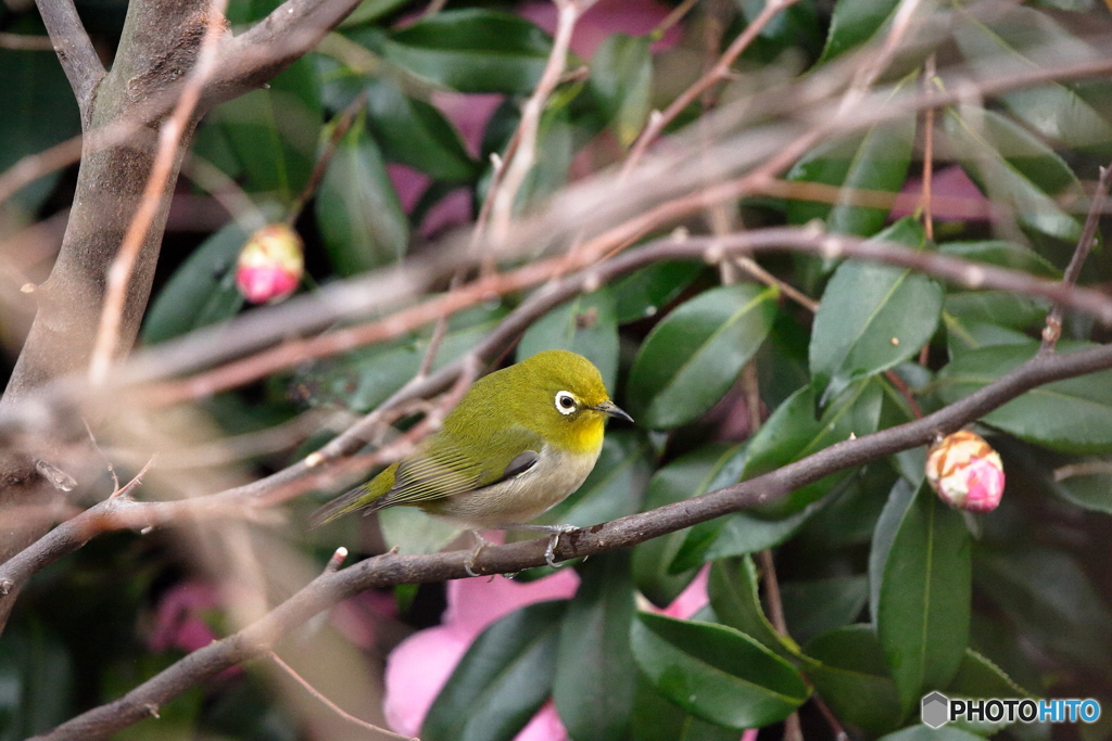 鳥