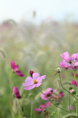 コスモス