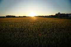 犬と散歩その道すがら