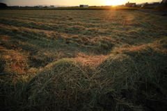犬と散歩その道すがら