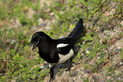 犬と散歩その道すがら