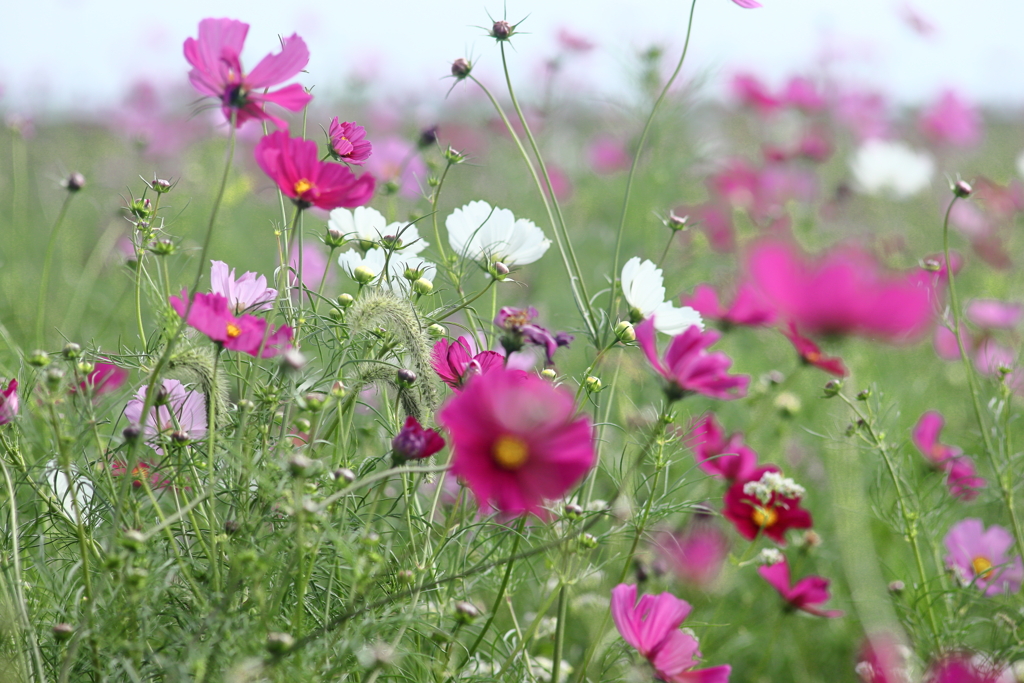 コスモス