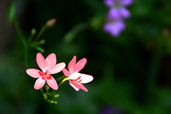 ニワゼキショウ