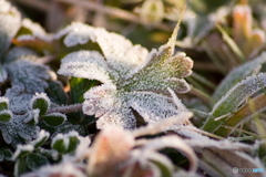 犬と散歩、その道すがら