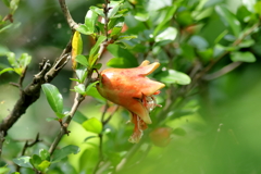 柘榴と合歓木