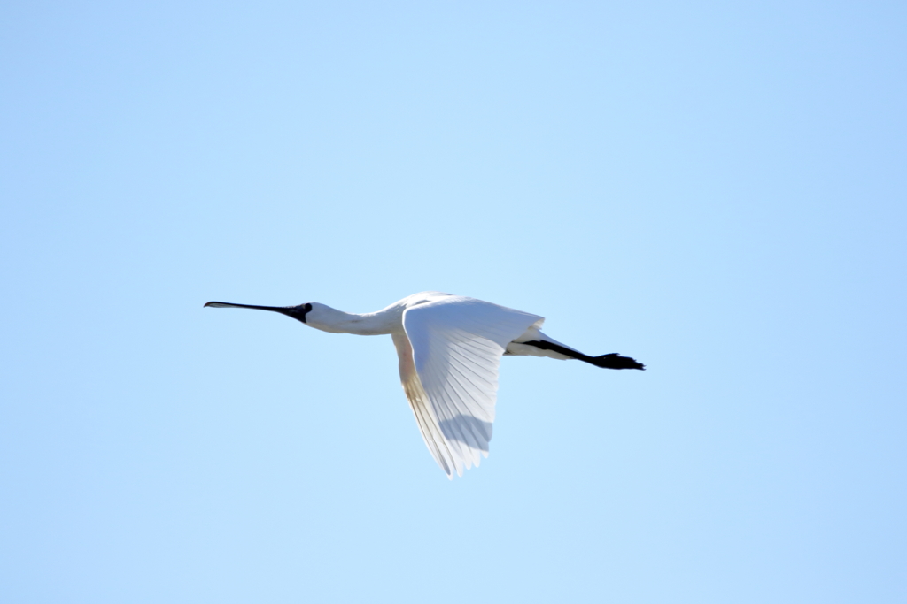 クロツラヘラサギ