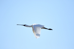 クロツラヘラサギ