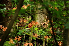 八幡岳のオオキツネノカミソリ