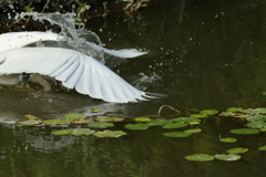 犬と散歩その道すがら