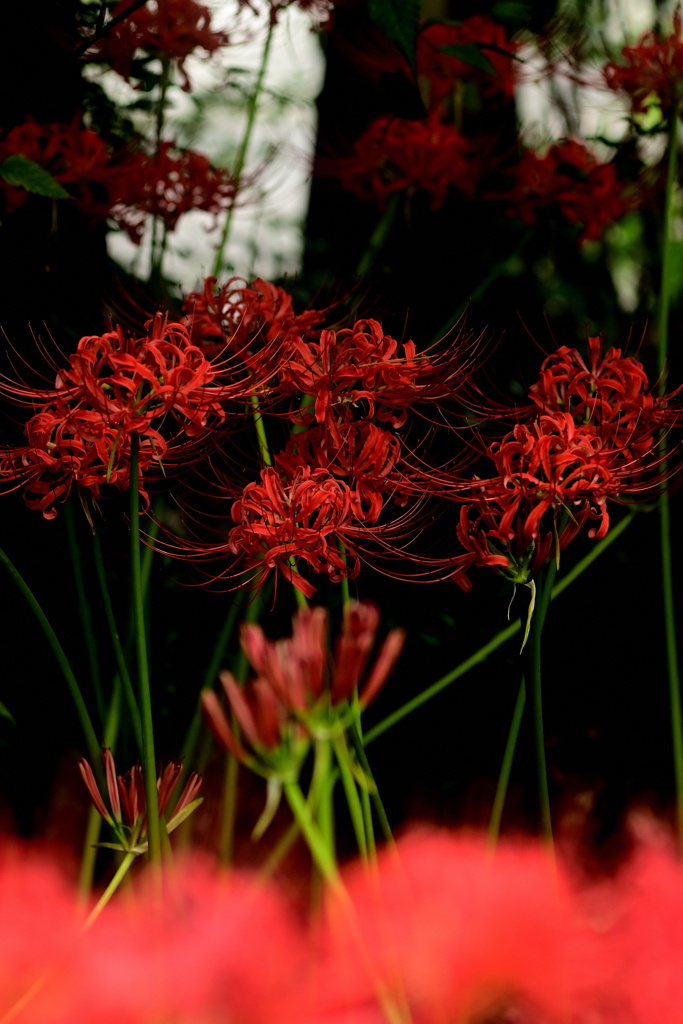 彼岸花