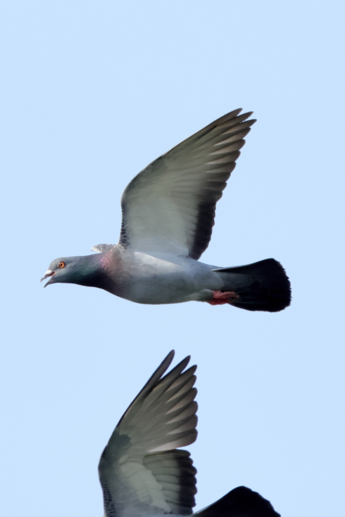 犬と散歩その道すがら