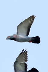 犬と散歩その道すがら