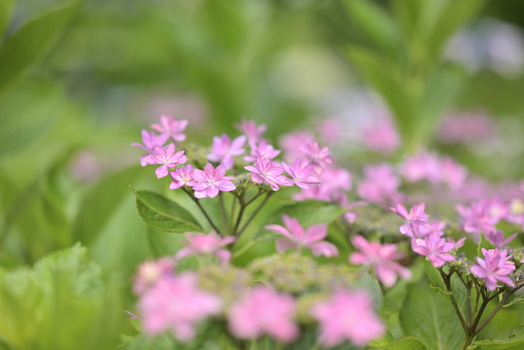 紫陽花