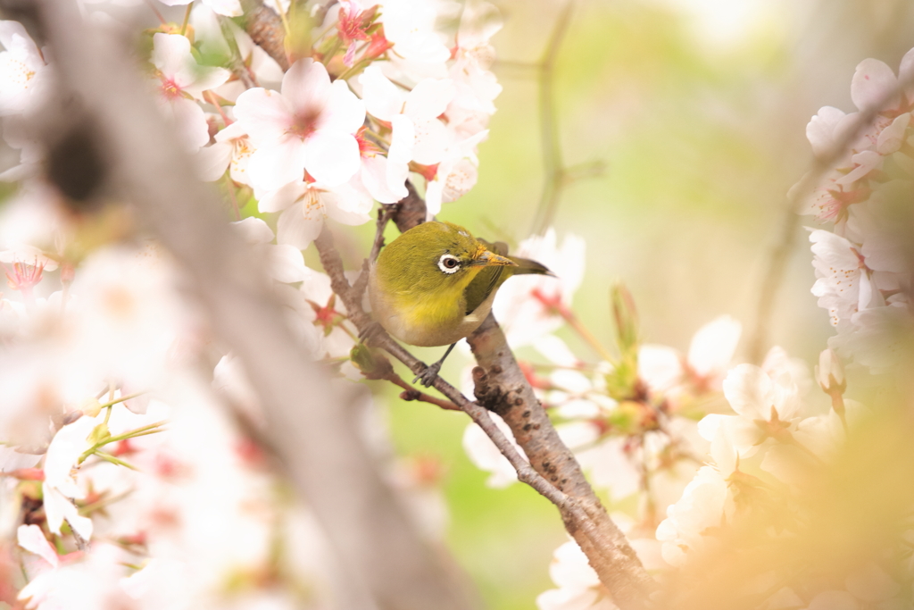 鳥