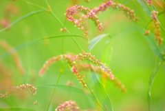 犬と散歩その道すがら