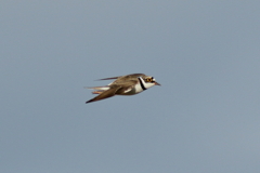 犬と散歩その道すがら