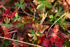 犬と散歩その道すがら