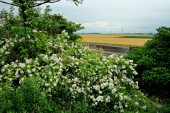 麦秋
